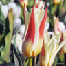 Tulip 'Heart's Delight' Bulbs