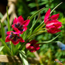 Tulip 'Little Beauty'