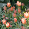 Tulip 'Little Princess' - Pack of 11 bulbs