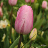 Tulip 'Pink Diamond'