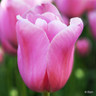 Tulip 'Mistress'