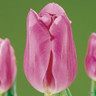 Tulip 'Mistress'