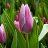 Tulip 'Mistress'