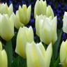 Tulip 'White Emperor' - PACK of 10 bulbs