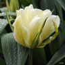 Tulip 'White Emperor'