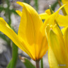 Tulip sylvestris