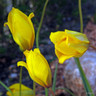Tulip sylvestris