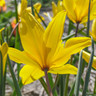 Tulip sylvestris