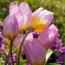 Tulip bakeri 'Lilac Wonder'