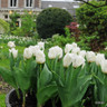Tulip 'Schoonoord' - PACK of 5 bulbs