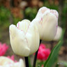 Tulip 'Shirley'