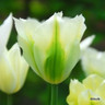 Tulip 'Spring Green' - PACK of 9 bulbs