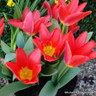 Tulip 'Scarlet Baby'