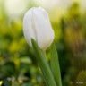 Tulip 'White Dream'