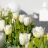 Tulip 'White Dream'