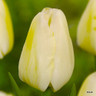 Tulip 'Sunny Prince' - PACK of 10 bulb