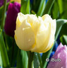 Tulip 'Sunny Prince'