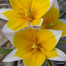 Tulip 'Tarda'