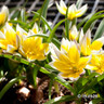 Tulip 'Tarda'