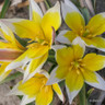 Tulip 'Tarda'