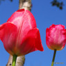 Tulip 'Van Eijk' bulbs
