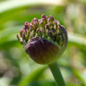 Allium 'Atropurpureum'