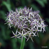 Allium Christophii