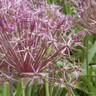 Allium Christophii