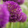 Allium 'Purple Sensation'