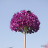 Allium 'Purple Sensation'
