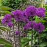 Allium giganteum - PACK of 1 bulb