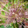 Allium 'Schubertii'