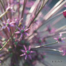 Allium 'Schubertii'
