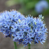 Allium azureum - PACK of 13 bulbs
