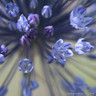 Allium azureum