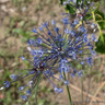 Allium azureum