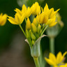 Allium 'Moly'