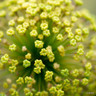 Allium 'Moly'