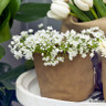 Allium 'Neopolitanum BULK - 100 or 250 Bulbs