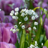 Allium 'Neopolitanum BULK - 100 or 250 Bulbs