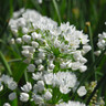 Allium 'Neopolitanum BULK - 100 or 250 Bulbs