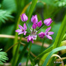 Allium 'Oreophilum' - PACK of 26 bulbs