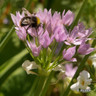 Allium 'Oreophilum' - PACK of 26 bulbs