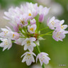 allium roseum