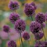 Allium sphaerocephalon (Drumsticks) BULK - 100 or 250 Bulbs