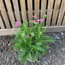 Achillea 'Pink Grapefruit' - 3ltr pot
