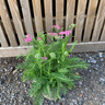 Achillea 'Pink Grapefruit' - 3ltr pot