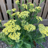 Achillea 'Sunny Seduction' - 3ltr pot