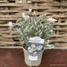 Convolvulus cneorum - 3 litre pot