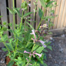 Nepeta 'New Dawn' - 3ltr pot